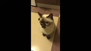 Прикол! Как Моя Тетя Обращается с Кошкой и Собакой! 😂😂😂 Жжет! Я под столом! )))