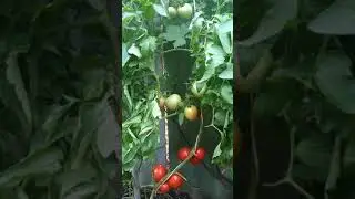 Tomato Polbig f1 in open ground 