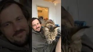 Maine Coons attack 😼 Phonk cat 🗡️ Doom shop