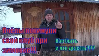 КЛУБЫ ПЧЁЛ СИЛЬНЫХ ПЧЕЛОСЕМЕЙ РАСПАЛИСЬ, КАТАСТРОФА В ЗИМОВКЕ, ОШИБКА ПЧЕЛОВОДА, УСТРАНЕНИЕ ОШИБКИ.