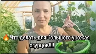 🔥ЛУЧШИЙ ОГУРЕЦ🥒💯Как я формирую огурцы для большого урожая!!!💯🥒