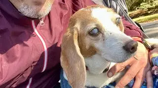 Chris Stapleton’s “Maggie’s Song” adopted for Gracie “The Beagle” (RIP 11/15/21) by JayPatrikBoland