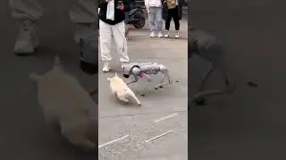 A Robot Dog?😲😳 #robotics #robot #robotdog