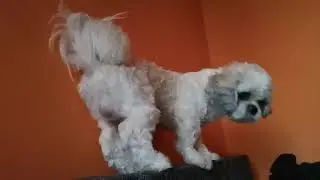 Funny dog fail jump