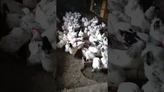 Мои курочки 2017
