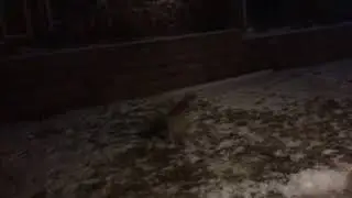 Elliot having fun in the snow