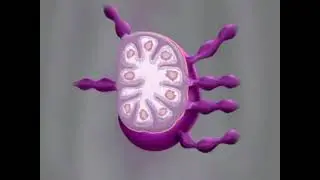 3  Microcirculation