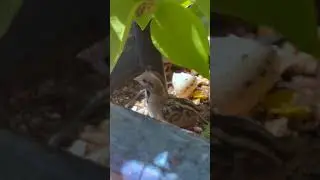 Baby Quail Eggs Hatch In Planter Pot