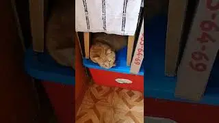 Хитрый Яша /рыжий кот!
