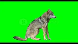 Fox green screen
