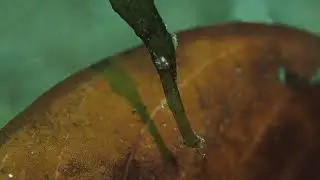 Robust ghost pipefish