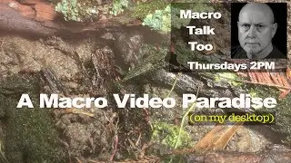 Macro Video Terrarium - Macro Talk Too #80 - Allan Walls Photography, Feb 1, 2024