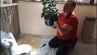 Пересаживать растение из горшка в горшок