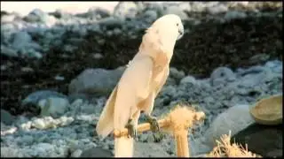 Ой ,Вася Василек  Белый день