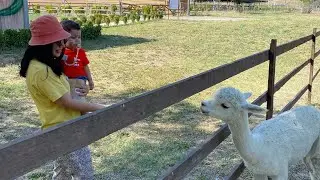 Alpakaların yanına getdik (Şamaxı)