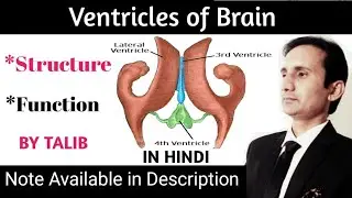 Ventricles of Brain Anatomy & Physiology In Hindi | Structure | Function | location | Nervous System