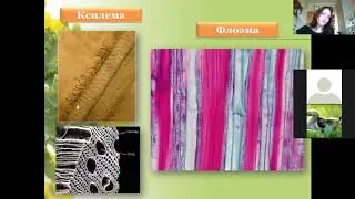 Растительные ткани. Разбор