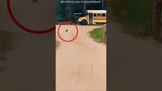 🐶 Little Dog Waits for Yellow School Bus 🚍 Daily – What Happens Next Will Melt Your ❤️! 