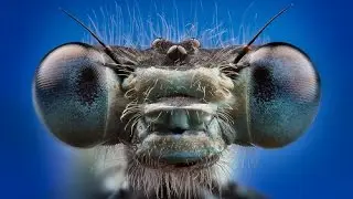 What are the eyes