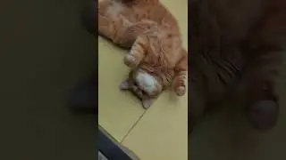 Мой пушистый пухлый кашарик) (ЛЕСЬКА)