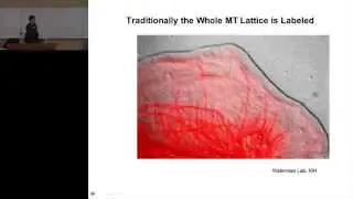 Analysis of Fluorescently Labeled Contractile Subcellular Structures