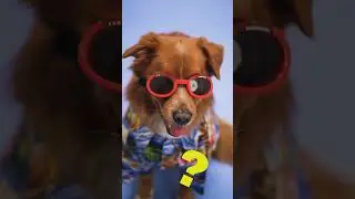 The Riddle Dog 1 #kids