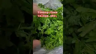 Bitter Gourd Vines | Ampalaya leaves