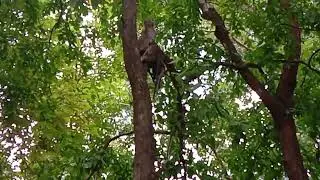 Monkeys are very good at climbing trees