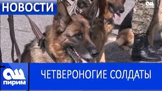 ЧЕТВЕРОНОГИЕ СОЛДАТЫ. Новости Ош Пирим. 12.04.2019