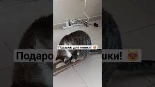 #short