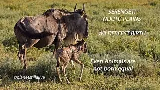 Wildebeest birth & the difficulty to survive