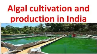 Algal cultivation and production in India