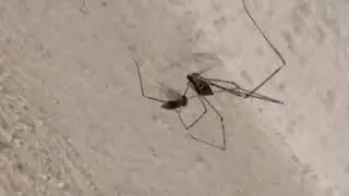 What kind of spider is this?