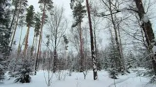 Заснеженный лес. ч.4. Февраль 2024