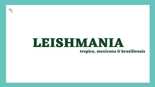 Leishmania tropica| Leishmania mexicana | Leishmania braziliensis | Leishmaniasis | MEDZUKHRUF