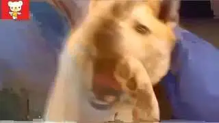 Смешные собаки 5 ● Приколы с животными 2015 ● Funny Dogs · part 5 ● Finny vine compilation 2015