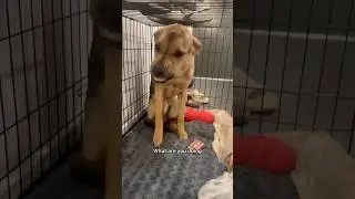 RESCUE PUPPY PRICELESS REACTION TO ME COMING HOME