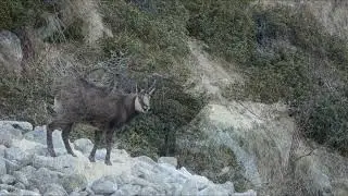 retour a la montagne et début du frai avec musique