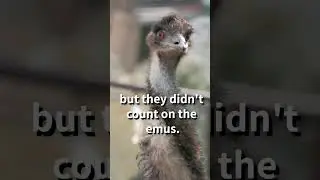 Australia's Great Emu War - Polymath Library #shorts #polymathlibrary #australiananimals #emus