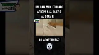 "Que tu perrhijo te arrope al dormir no tiene precio, mira este lomito" 😊🐶