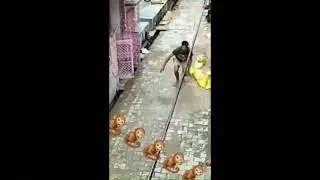 monkey pulls an RKO on an animal abuser