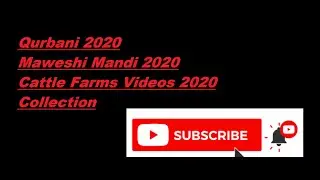Malka e Surti from surti cattle farm 2020 Collection MASHA ALLAH