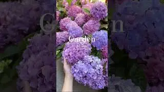 夏日的无尽夏绣球太美了