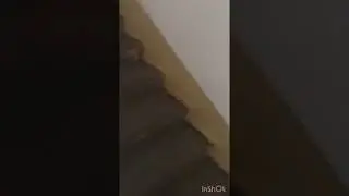 Акита ину Буч поднимается на 14 этаж. Спорт в режиме карантина!