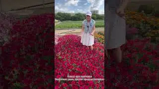 Петуния Тайдал Вейв Ред Велюр | обзор УСАДЬБА-СЕМЕНА