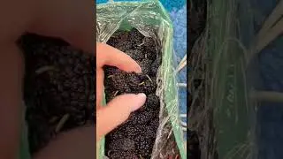 МАСКА ИЗ ШЕЛКОВИЦЫ ЧЕКС😱🌱 