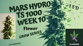 MARS HYDRO TS 1000 WEEK 10 | OCTOGROWER