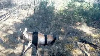 "Вилочник". Конец марта, а он ещё не сбросил!!!