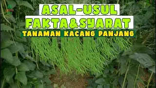 Origins, Facts, Conditions For Planting Long Beans!/Asal-usul, Fakta, Syarat Tanam Kacang!