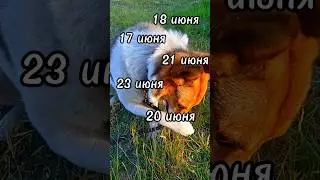 угадали? только честно.) #дворняжка #собака #топ #сабака #дворняжка #дворняжкахэнк